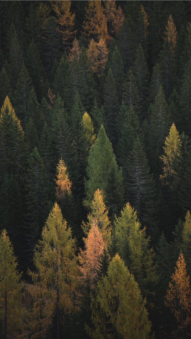 aerial photography of pine trees iPhone wallpaper 