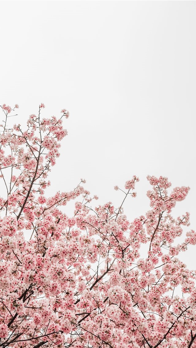 640x1136 worm's eye view photography of pink cheery blossom... - taiwan iPhone Wallpaper
