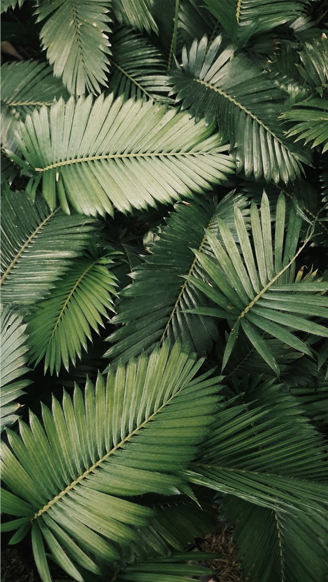 palm leaves iPhone wallpaper 