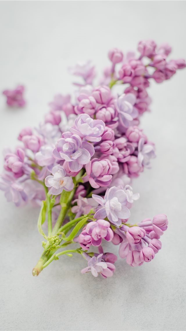 640x1136 pink cluster petaled flower on gray surface - southampton iPhone Wallpaper