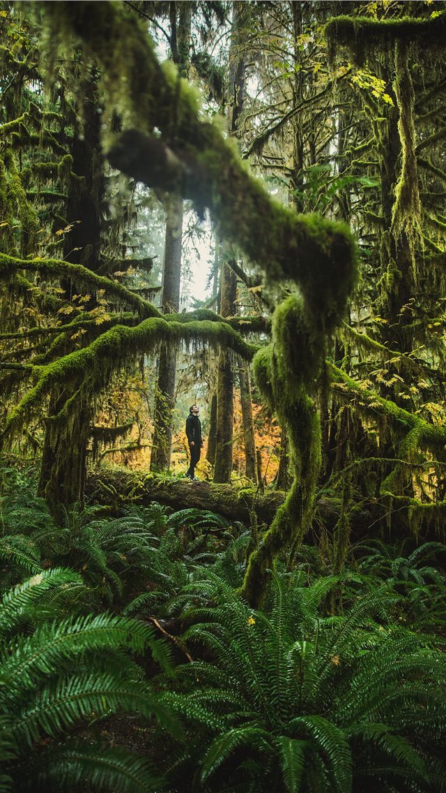 640x1136 man standing behind trees -  iPhone Wallpaper