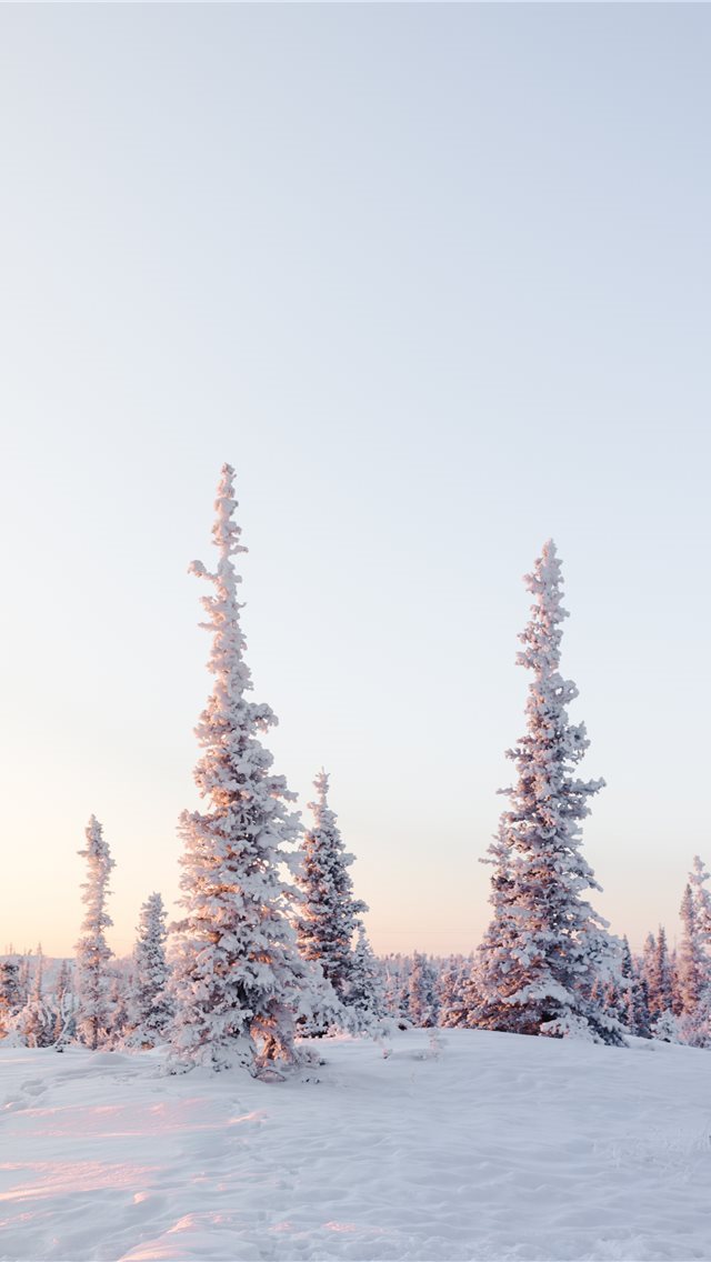 640x1136 green pine trees on snow covered mountain during d... -  iPhone Wallpaper