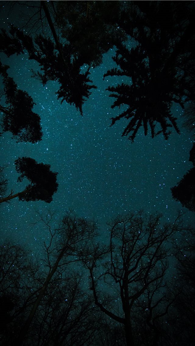 640x1136 trees under starry sky - germany iPhone Wallpaper