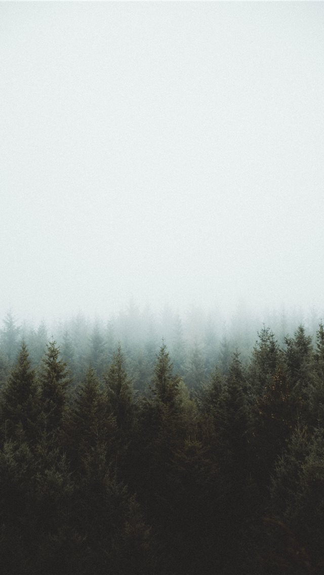 photo of pine trees iPhone wallpaper 