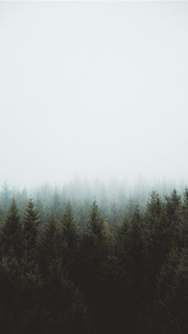 640x1136 photo of pine trees - france iPhone Wallpaper