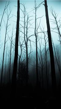 leafless trees on forest during dark sky wallpaper