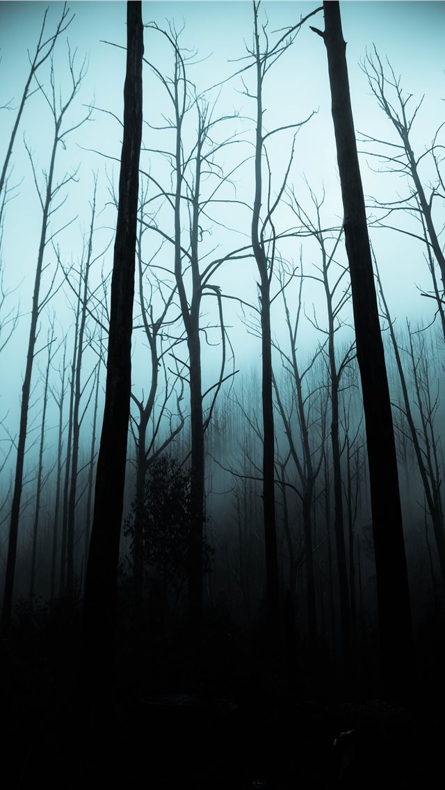 640x1136 leafless trees on forest during dark sky - tree iPhone Wallpaper