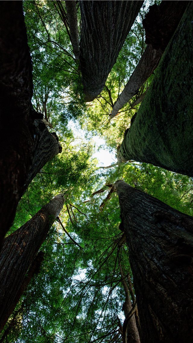 640x1136 trees and sky - tree iPhone Wallpaper