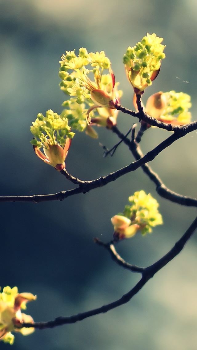 640x1136 Blossom Twig 2 - blossom iPhone Wallpaper