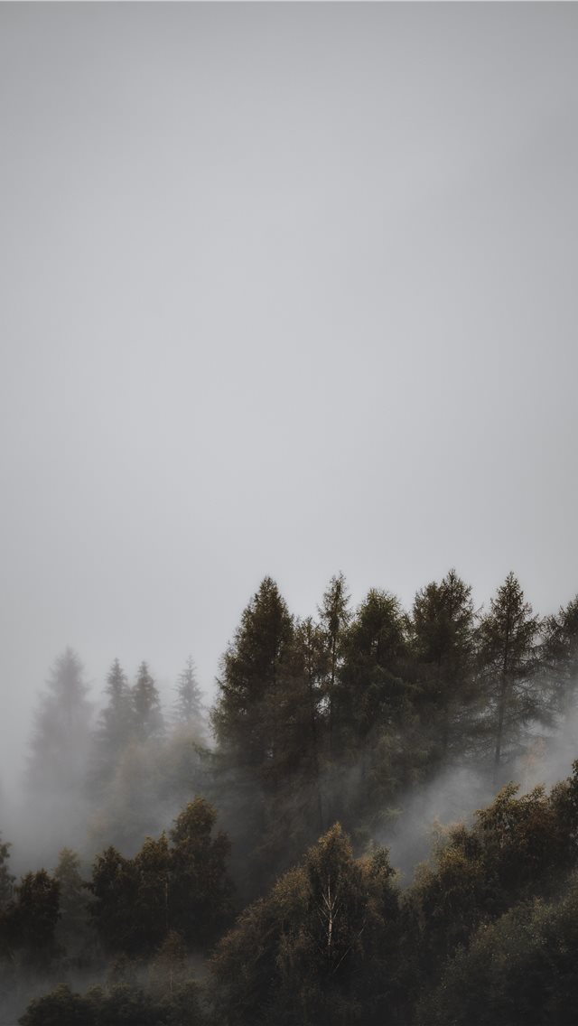 fogs and pine trees iPhone wallpaper 