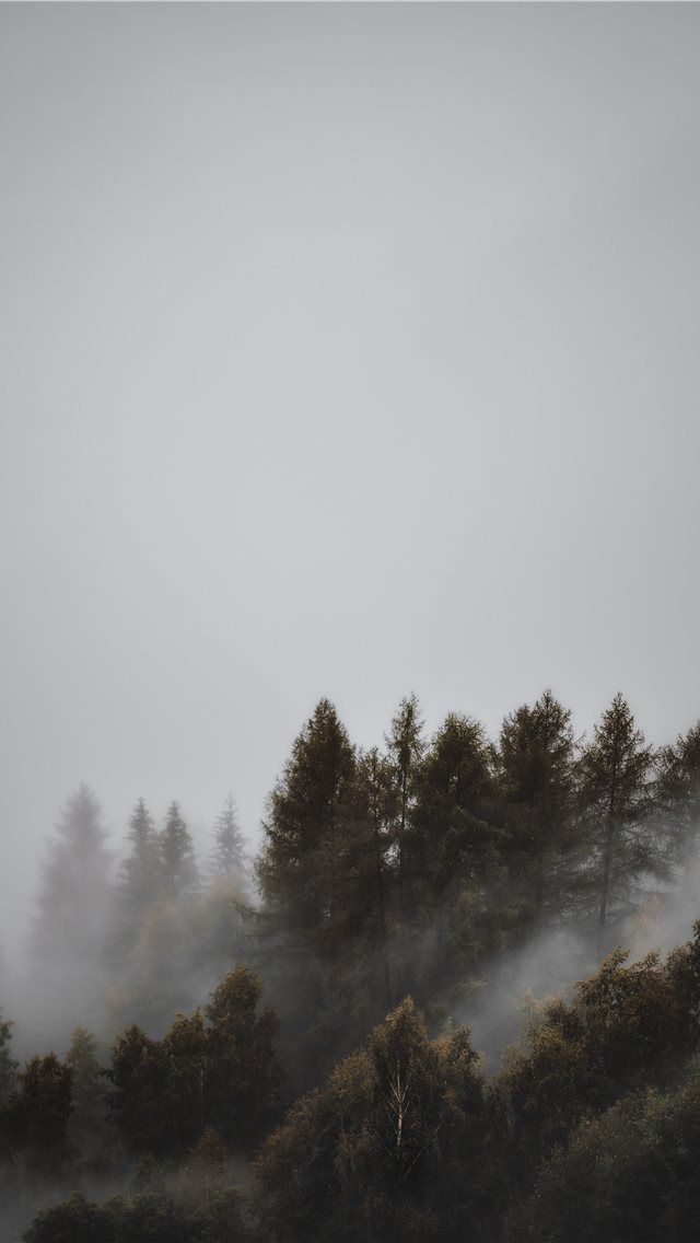 640x1136 fogs and pine trees - tree iPhone Wallpaper