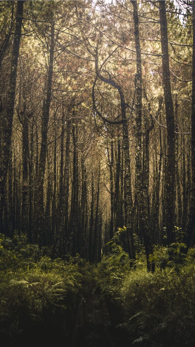 640x1136 forest filled with trees - tree iPhone Wallpaper