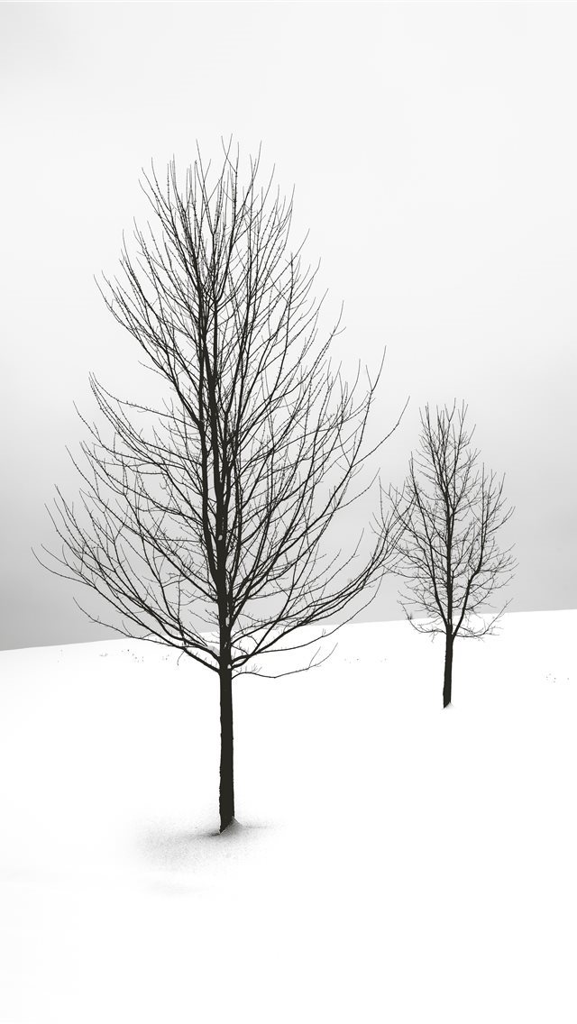 640x1136 selective focus photography of bare tree - winter iPhone Wallpaper