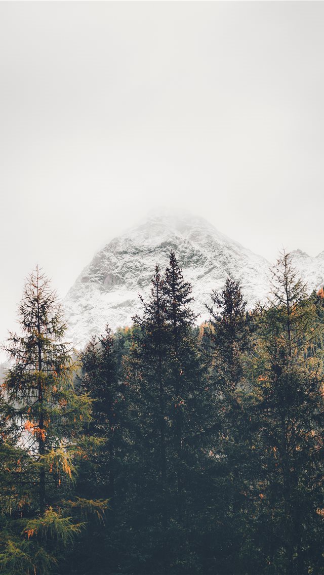 640x1136 green leafed trees - grey iPhone Wallpaper