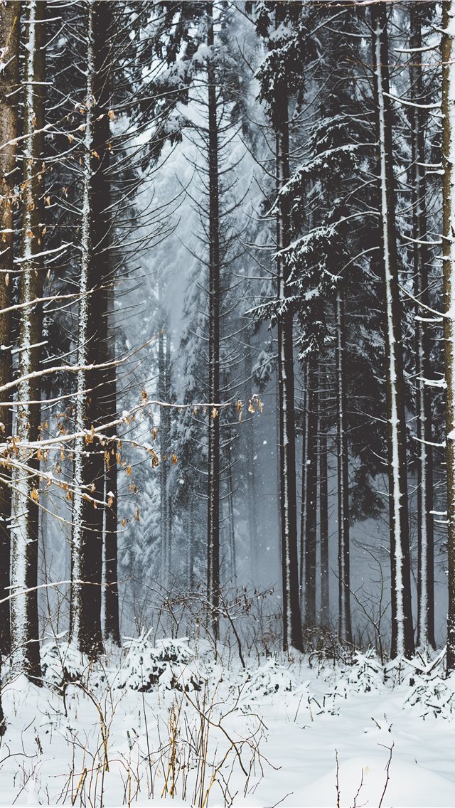 640x1136 brown bare tree - austria iPhone Wallpaper