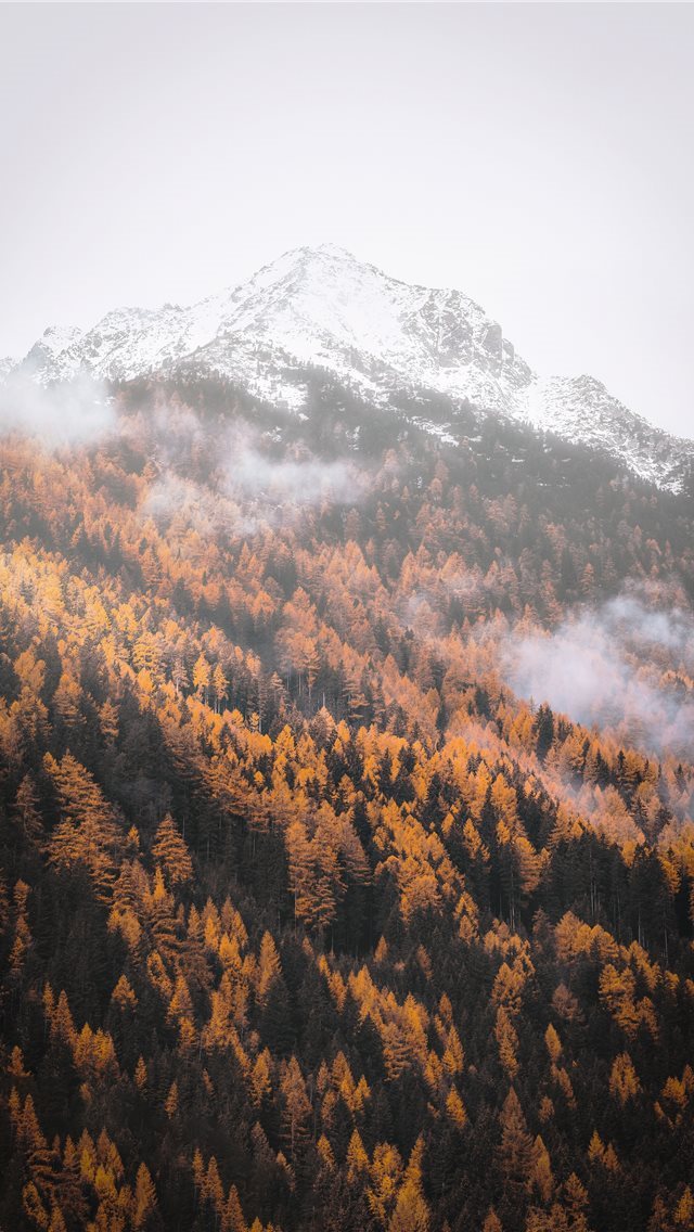 640x1136 tree field on mountain during daytime - fire iPhone Wallpaper