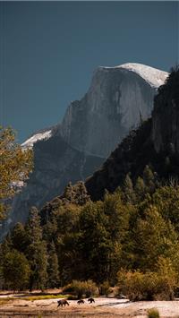 forest near mountain wallpaper