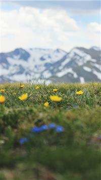 shallow focus photo of yellow flowers wallpaper