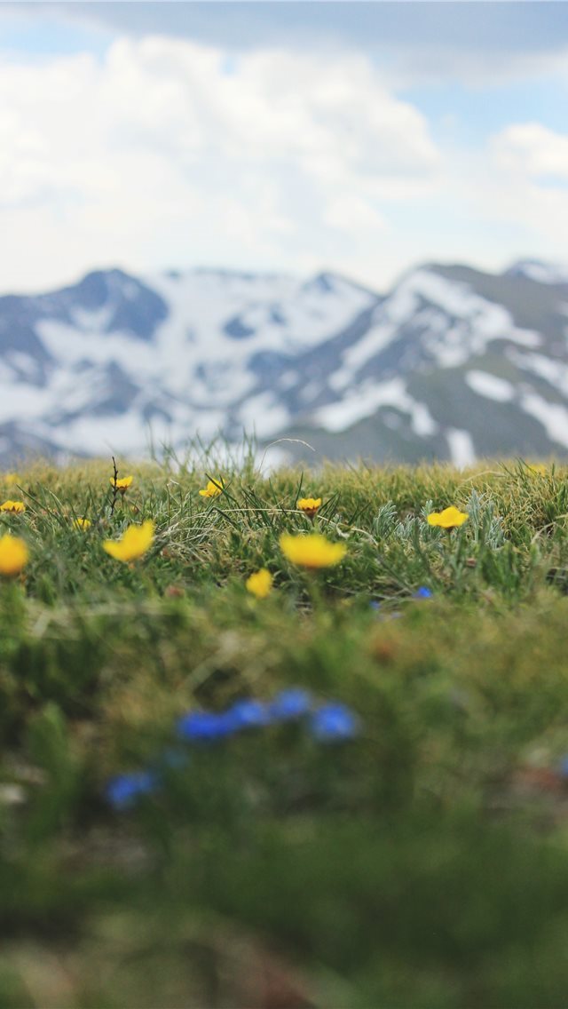 640x1136 shallow focus photo of yellow flowers - colorado iPhone Wallpaper