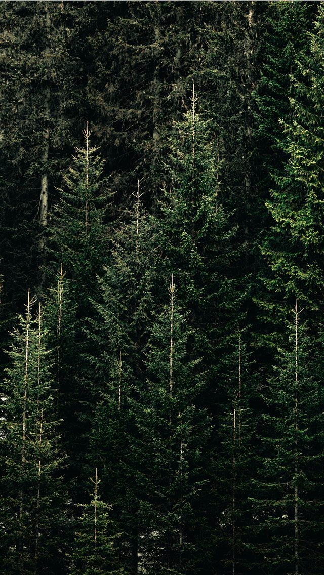 640x1136 green forest with pine trees - tree iPhone Wallpaper