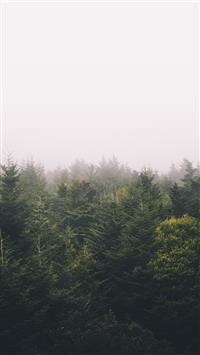 green trees wallpaper