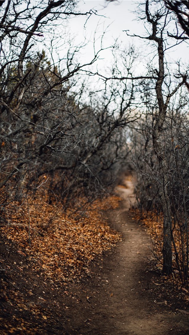 640x1136 black leafless trees and pathway - colorado springs iPhone Wallpaper