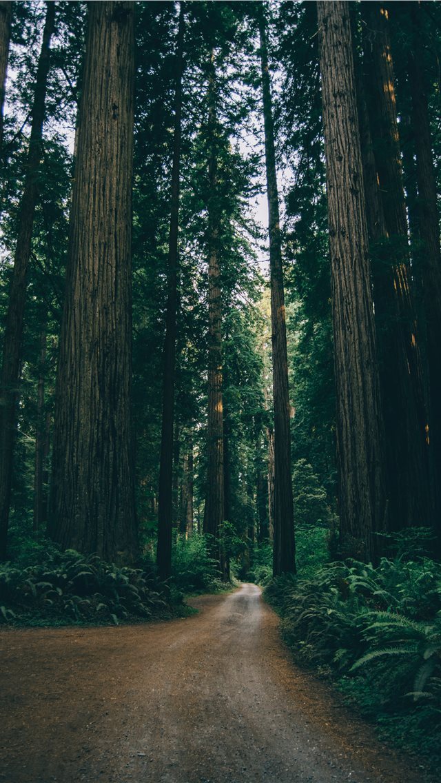 640x1136 empty dirt road between trees - forest iPhone Wallpaper