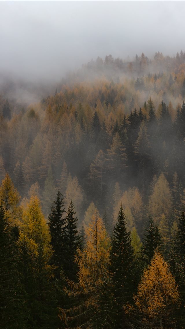 640x1136 brown and green forest - italy iPhone Wallpaper