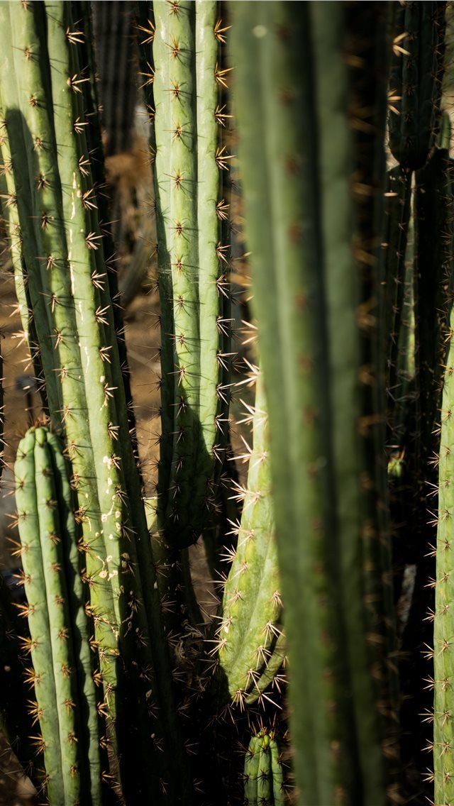 640x1136 green cactus - desert iPhone Wallpaper