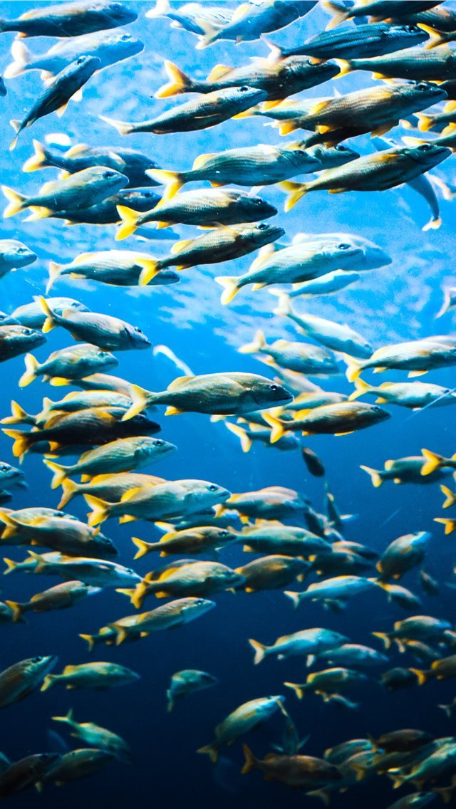640x1136 school of fish - atlanta iPhone Wallpaper