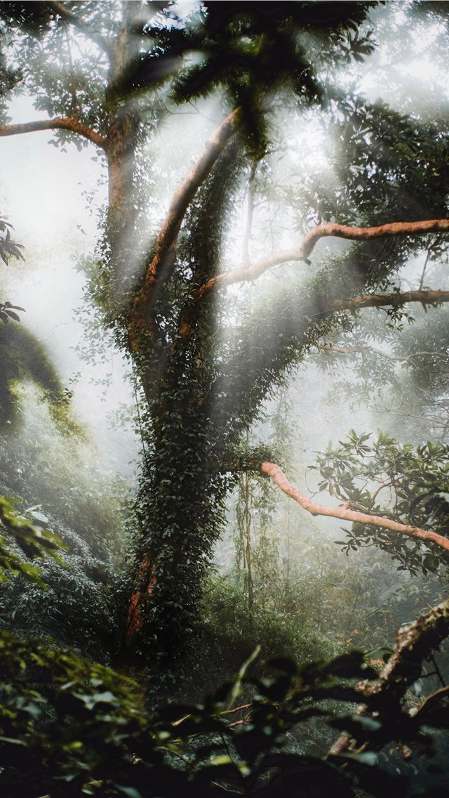 640x1136 forest tree under clear sky - jungle iPhone Wallpaper