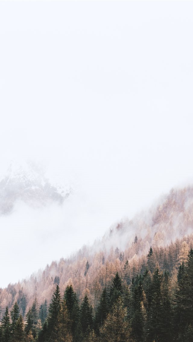 640x1136 high angle photography of pine trees - tree iPhone Wallpaper