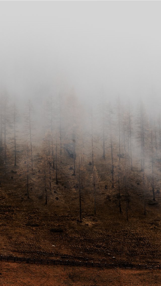 640x1136 leafless tress - italy iPhone Wallpaper