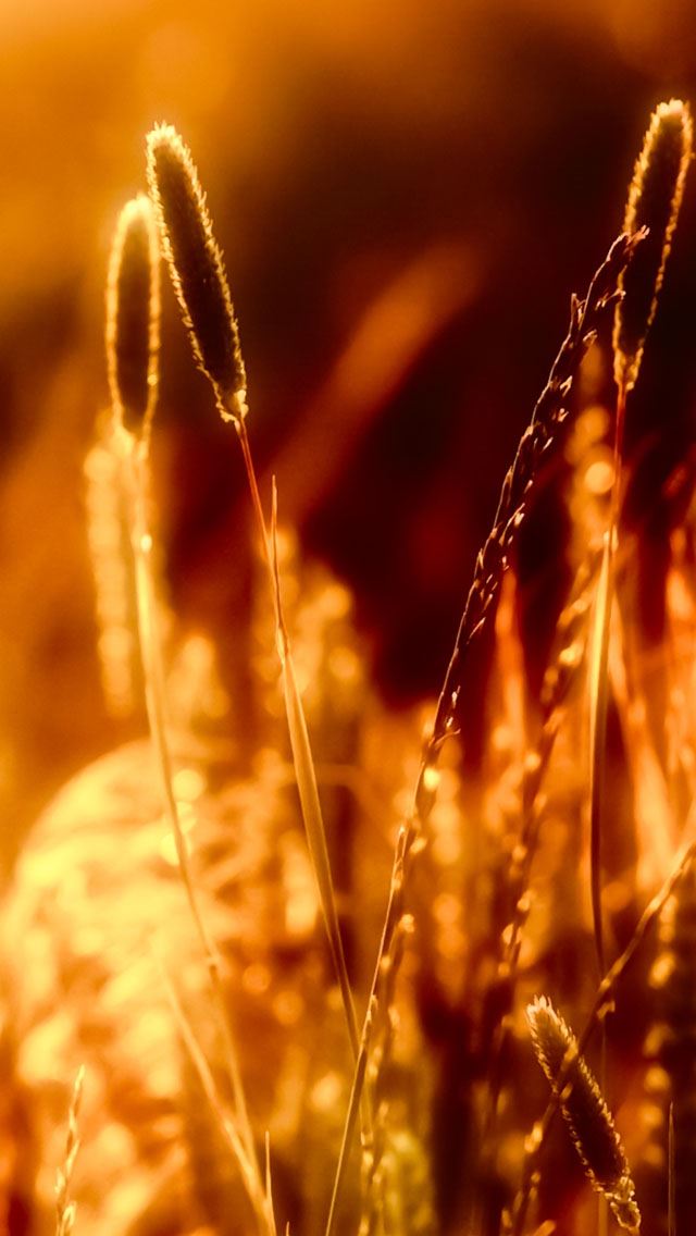 640x1136 Evening Light - bokeh iPhone Wallpaper