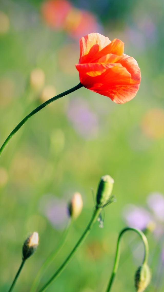 640x1136 Poppies Meadow - bokeh iPhone Wallpaper
