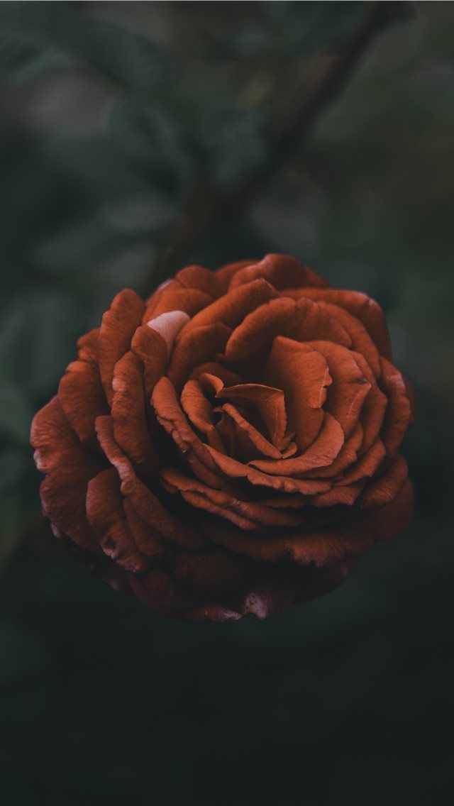 640x1136 red petaled flowers - rose iPhone Wallpaper