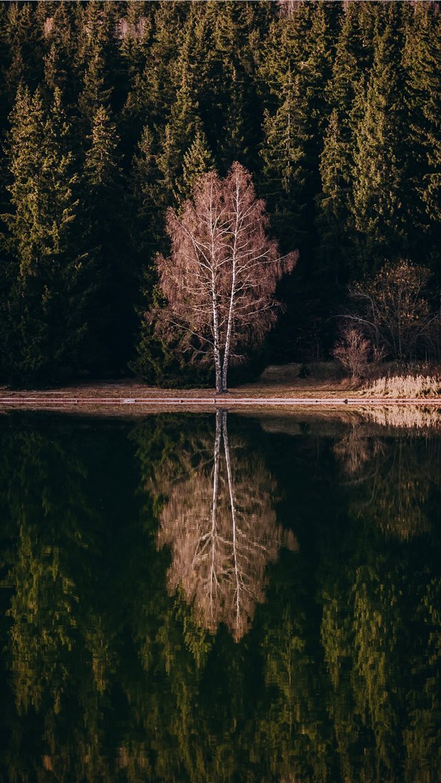 640x1136 reflection of tree on the river - trees iPhone Wallpaper