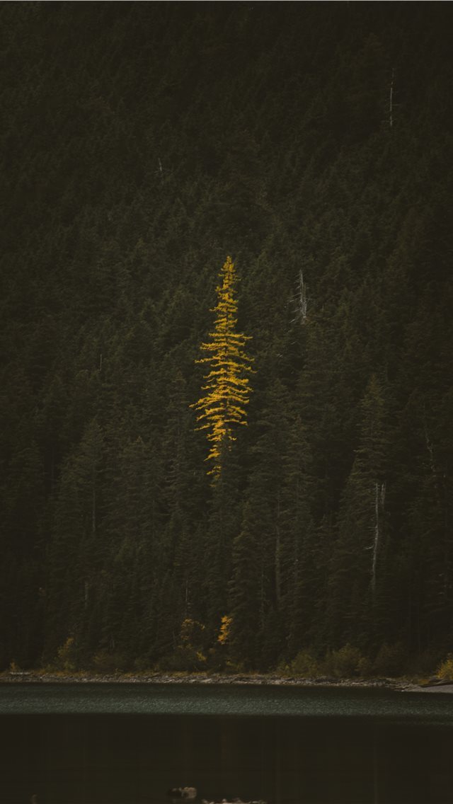 640x1136 tree near body of water - autumn iPhone Wallpaper