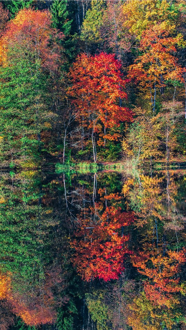 640x1136 view of trees - autumn iPhone Wallpaper
