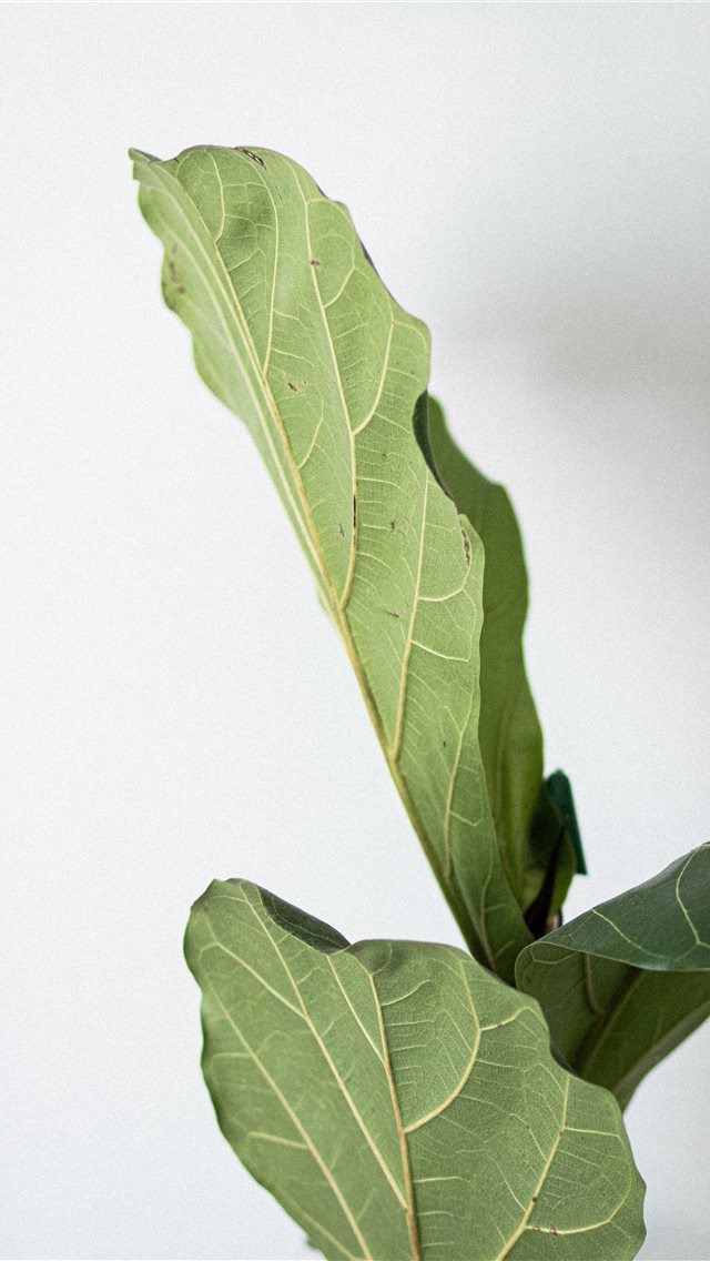 640x1136 green leaves - yellow iPhone Wallpaper