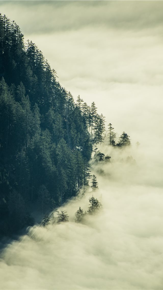 640x1136 green tress with fogs - autumn iPhone Wallpaper