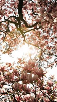 Best Spring iPhone HD Wallpapers - iLikeWallpaper