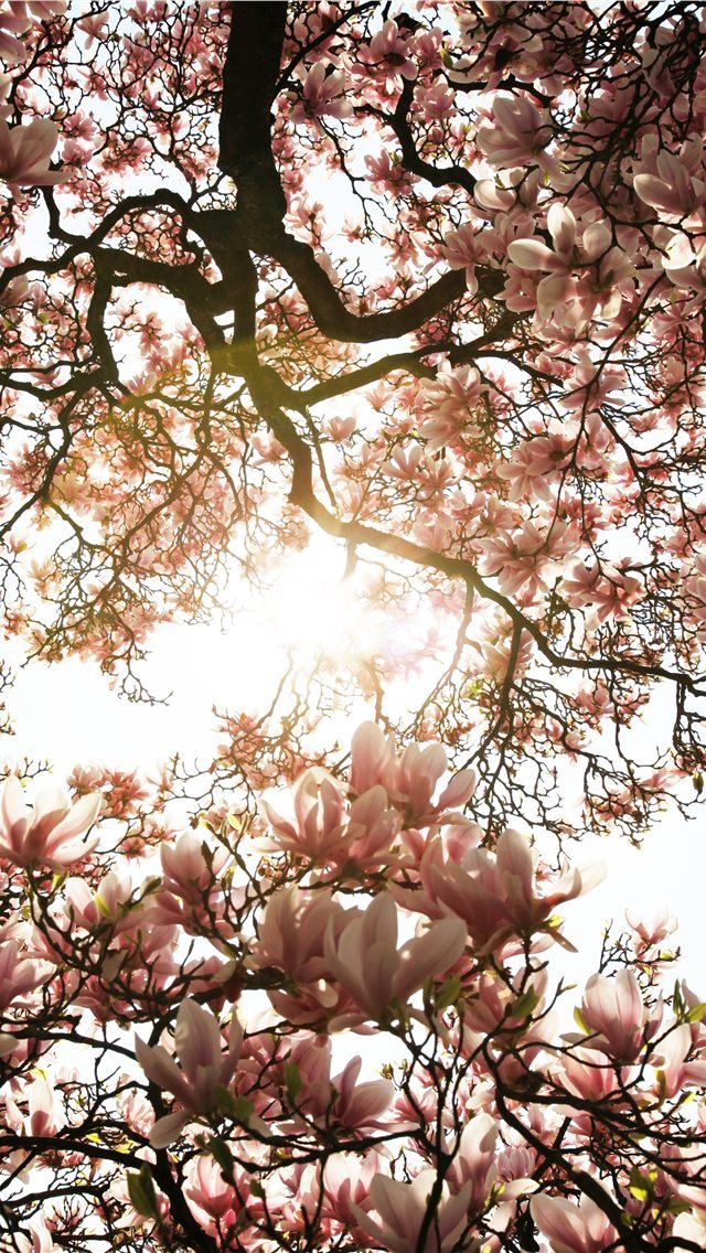640x1136 macro photography of blooming pink cherry blossoms - pink iPhone Wallpaper