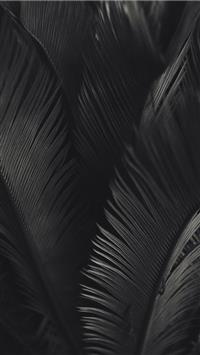 palm tree wallpaper