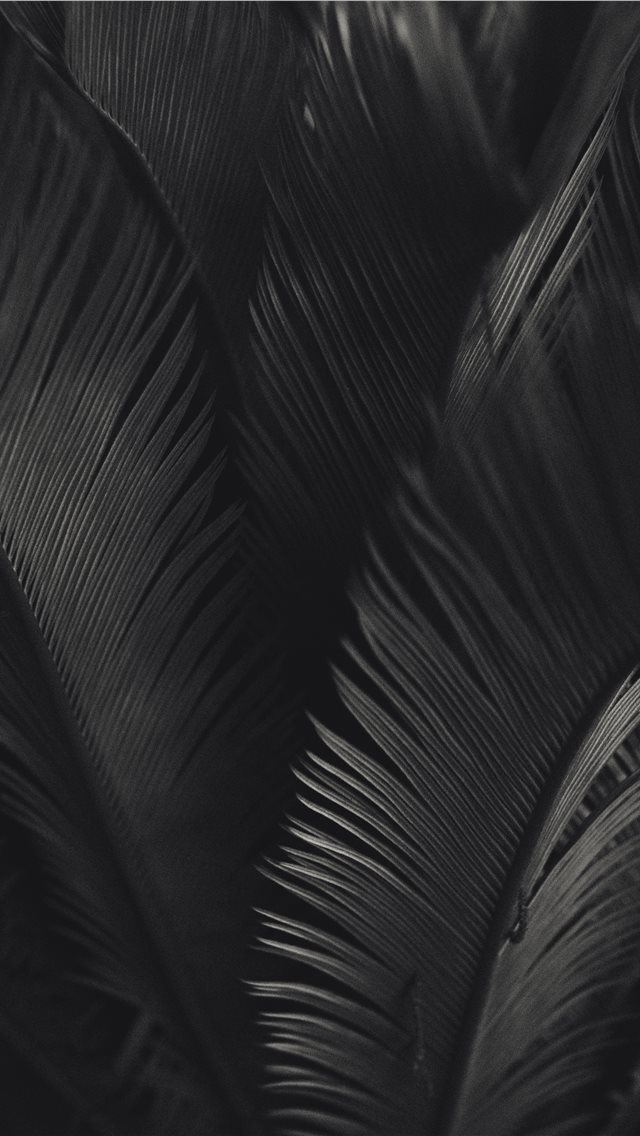 640x1136 palm tree - buenos aires iPhone Wallpaper