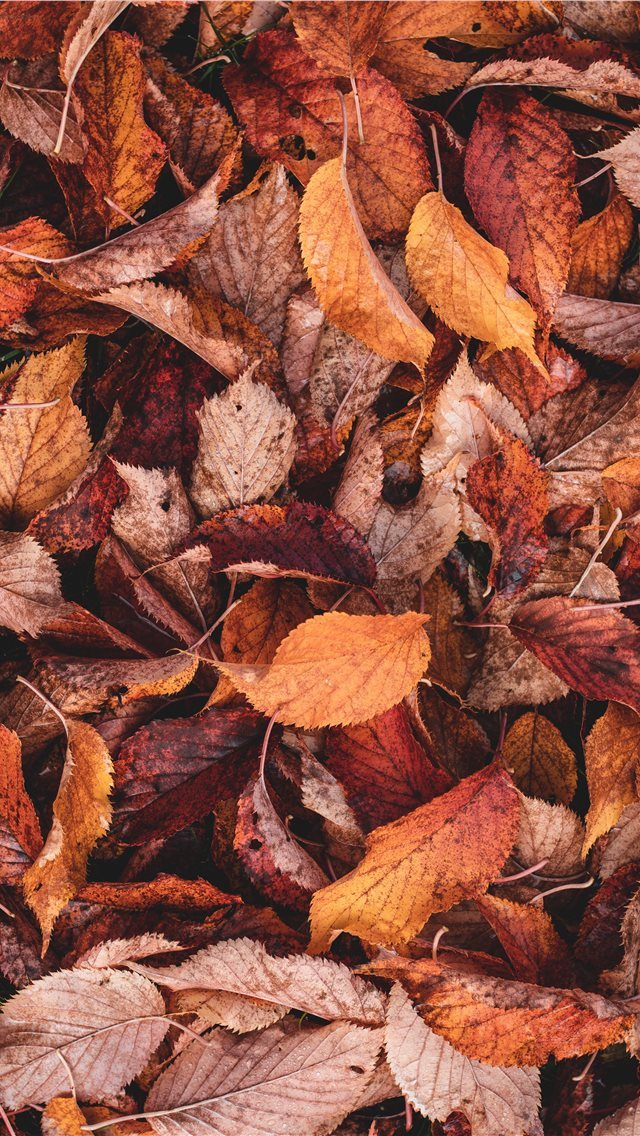 640x1136 brown and yellow leaves - fall iPhone Wallpaper