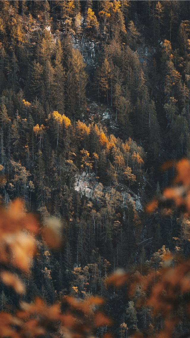 640x1136 green leafed plants during daytime - grey iPhone Wallpaper