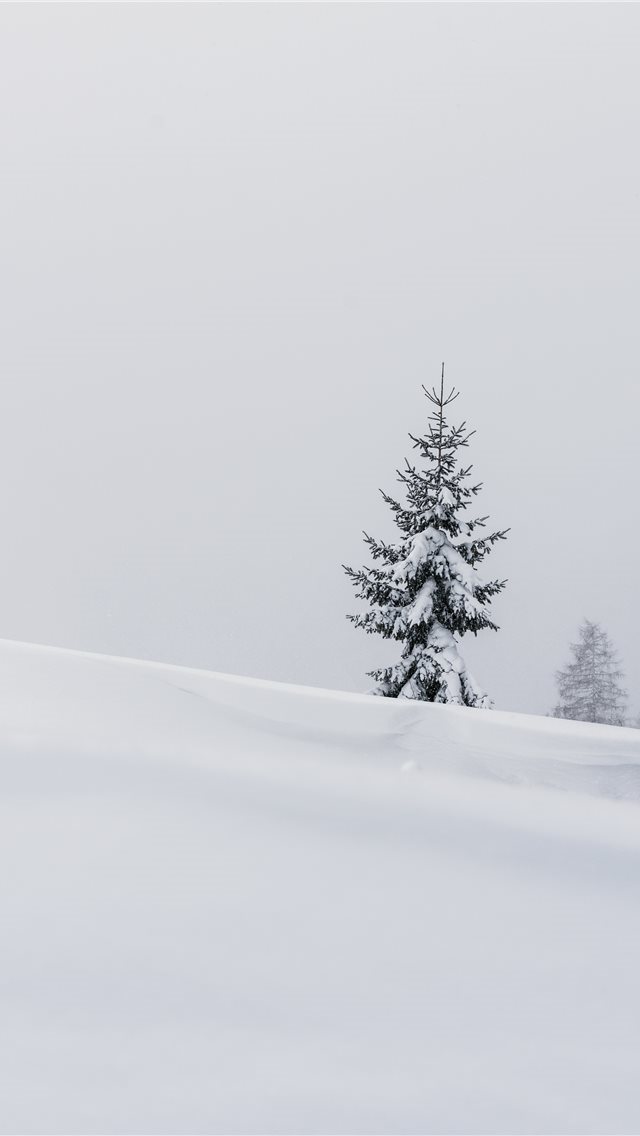 640x1136 pine tree in the middle of the field - grey iPhone Wallpaper