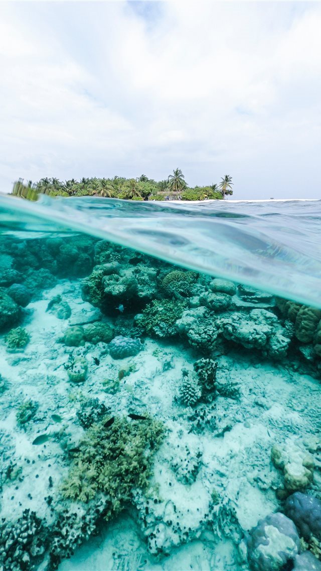 640x1136 white and green coral reel - maldives iPhone Wallpaper