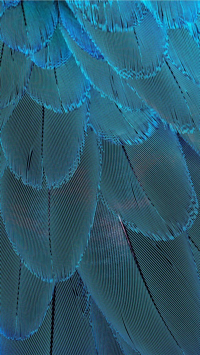 640x1136  Beautiful Plumage No it is not a Norwegian Blue b... - teal iPhone Wallpaper
